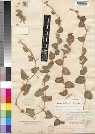 Image result for Kedrostis foetidissima