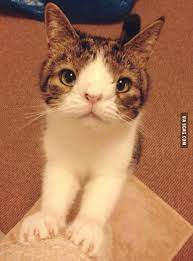 According to experts, cats only have 1 pair (sex chromosomes) and 18 somatic chromosomes. Cat With Down Syndrome 9gag