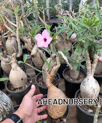 Image result for Adenium swazicum