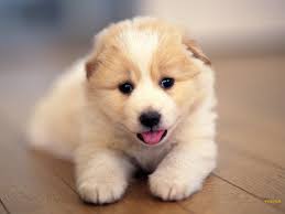 96 cute dogs wallpapers hd images in full hd, 2k and 4k sizes. Cute Dog Wallpapers Top Free Cute Dog Backgrounds Wallpaperaccess