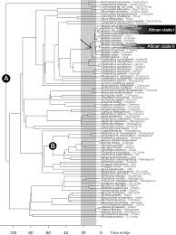 Image result for Bridelia atroviridis