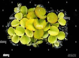 Image result for Salviniaceae
