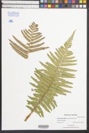 Image result for Dryopteris athamantica