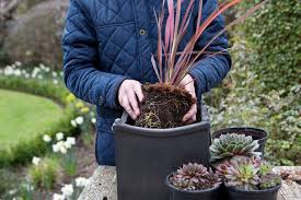 Image result for Phormium