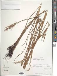 Image result for Scleria globonux