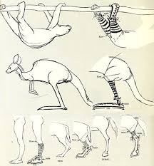 Chuck Jones S Trick For Drawing Animal Legs Creature Design Animal Drawings Chuck Jones Art