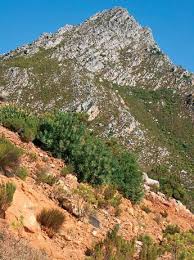 Image result for Prismatocarpus cordifolius