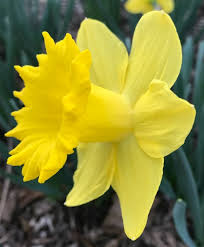 Narcissus King Alfred Trumpet Daffodils Narcissi This Legendary Narcissus Was Registered In Great Britain In The 1 Daffodils Narcissus Flower Narcissus