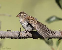 Image result for Passerina montana