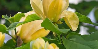 Image result for Buxus acutata