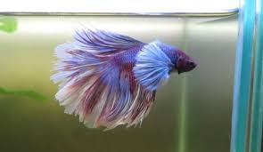 The best part about keeping betta fish is that you can breed two contrasting colors or types to get a more attractive result. 44 Most Beautiful Betta Fish In The World Amazing Betta Betta Fish Beautiful Fish