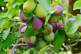 Cut soil erosion rows of trees break the wind on flatter lands and healthy forests protect soil from water erosion on hillsides. Growing Fruit Trees In The Midwest Nebraska Extension Community Environment Nebraska