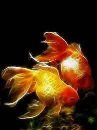 Animated Wallpapers Screensavers For Cellphones 240x320 Goldfish Fish Artwork Goldfish Art