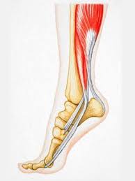 Skeletal muscles work together with bones and joints to form lever systems. The Body S Bones And Muscles Healthy Living Center Everyday Health