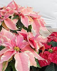 It S National Poinsettia Day We Ve Got Every Kind Filling Up The Greenhouse More About Our Full Collection Over On The B Poinsettia Greenhouse Houseplants