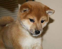 She has a gorgeous ice sable thick coat and adorable baby bear face that is irresistible. Welcome To Tintown Shibas