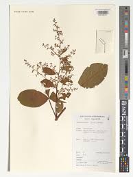 Image result for Searsia pyroides