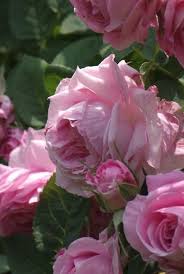 Sophie De Baviere Flowers Beautiful Flowers Rose Rose Varieties