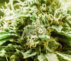 Welche marihuana sorte ist euer absoluter liebling? Cannabis Sorten Makro Und Close Up Medizinische Und Freizeit Wandposter Poster Seattle Oregon Portland Myloview De