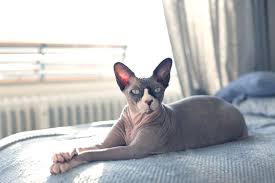 كيفية رعاية القط الخالي من الشعر Pets Grow القط الخالي من الشعر