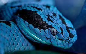 Blue Snake Wallpapers Freshwallpapers Snake Wallpaper Snake Images Animal Wallpaper