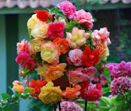 Image result for is rieger begonia a perennial