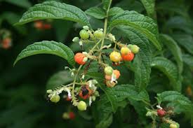 Image result for Hoslundia