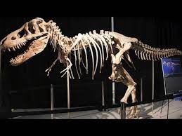 Tyrannosaurus rex dinosaur fossil smoke. Dinosaur Bones From Mongolia Spark International Dispute Youtube