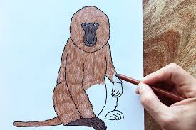 Search through 623,989 free printable colorings at getcolorings. Baboon Free Printable Templates Coloring Pages Firstpalette Com