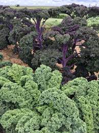 Late summer is an ideal time to start growing for a second gardening season. Fall Gardening Offers Opportunities For Late Season Vegetables News