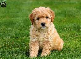 I have three litters planned checked my available page and get in on the waiting list! Goldendoodle Free To Good Home Mini Goldendoodle