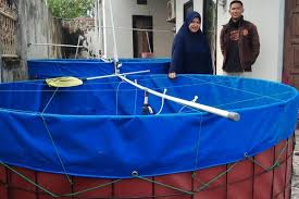 Pin Oleh Dhd Farm Di Budidaya Lele Bioflok Kolam