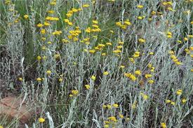 Image result for Helichrysum aureo-nitens