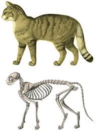 Cat anatomy cats wiki fandom powered by wikia. Cat Anatomy Wikipedia