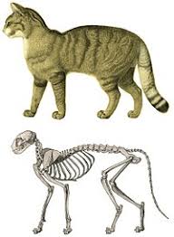 Heart rate goes up during strenuous activity, but a vigorous workout may only modestly increase blood pressure. Cat Anatomy Wikipedia