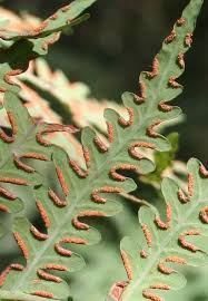 Image result for Histiopteris