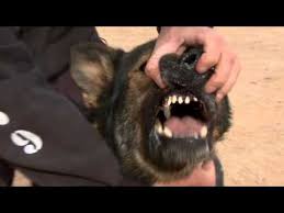 Check spelling or type a new query. Seals Top Dog German Shepherd Youtube