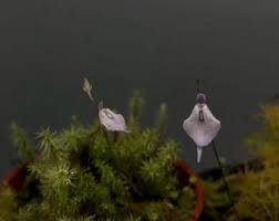Image result for Utricularia appendiculata
