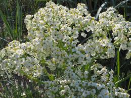 Image result for Crambe kilimandscharica