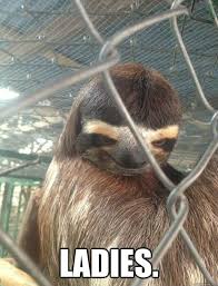 The Stages Of Rushing A Sorority As Told By Sloths Funny Animals Animals Sloth Meme