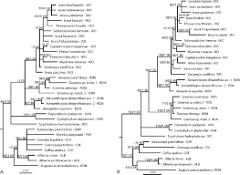 Image result for Ixora kalehensis