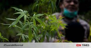 Biji pokok ganja boleh hasilkan minyak bagi buat plastik yg plastik tu mesra alam. Ini 5 Fakta Tentang Ganja Sebagai Tanaman Penyembuh
