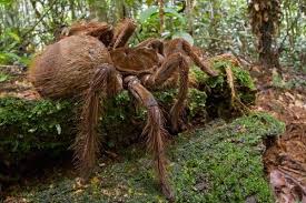 The Biggest And Largest Spiders In The World Big Spiders Large Spiders Spider