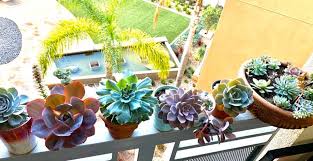 Image result for Senecio subsessilis