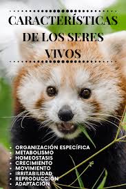 En la actualidad, los seres vivos se clasifican en siete grandes grupos llamados reinos de la naturaleza. Caracteristicas De Los Seres Vivos Biologia
