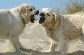 When your dog regularly growls, snaps, or bites, you have a serious behavior problem on your hands. Is My Dog Aggressive K9aggression Com