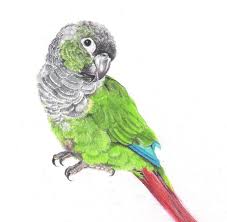 Small Bird With Red Cheeks Rip Zac Used Some Prisma Color Pencil Crayons And Drew A Little Portrait Zac Green Cheeked Conure Bird Drawings Parrots Art Parrot Tattoo