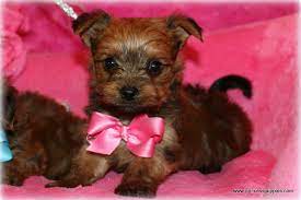 Sweet little faces, soft fur. Shorkie Puppies For Sale In Louisiana