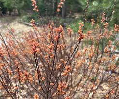 Image result for Myrica spathulata