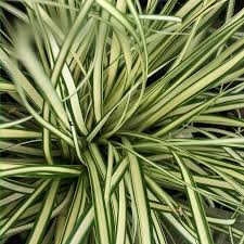 Image result for Carex